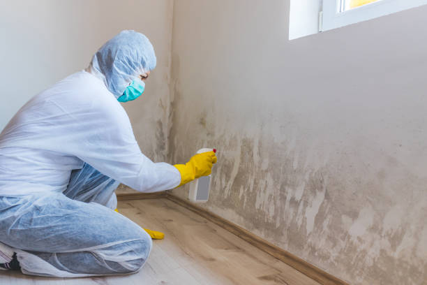 Licensed Black Mold Removal service in Lexington, WA - WQB Mold Removal