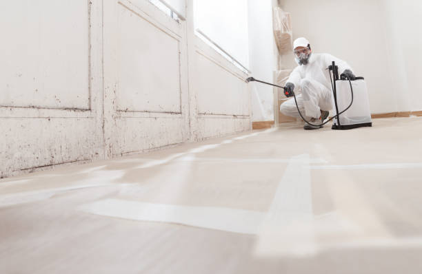 24/7 Emergency Black Mold Removal experts in Lexington, WA