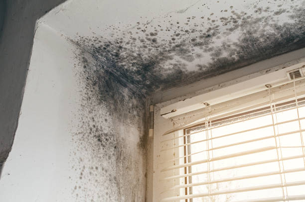 Affordable Black Mold Removal solutions in Lexington, WA