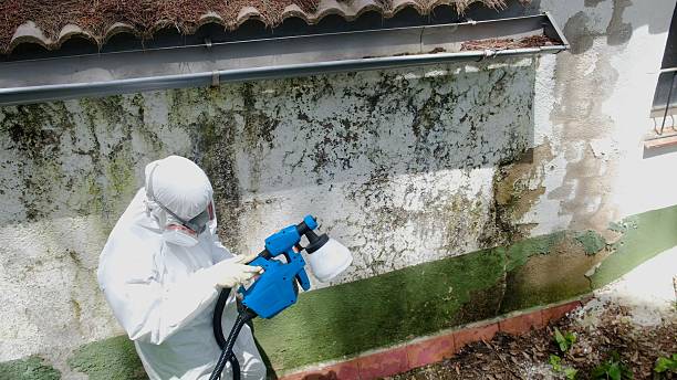 Top rated local Black Mold Removal specialists in Lexington, WA